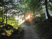 02 Primo sole fra gli alberi
